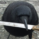 Illustration for article titled Have You Seen This Infamous Knife-Snatching Crow?